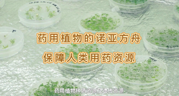 ҩ��ֲ���ŵ�Ƿ�������������ҩ����Դ