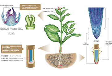 ֲ�����Ը�ϸ����PESC������