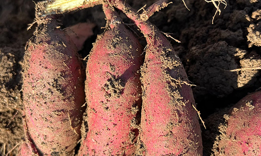 �ƶ�����app����ϸ������ӭ�״η���